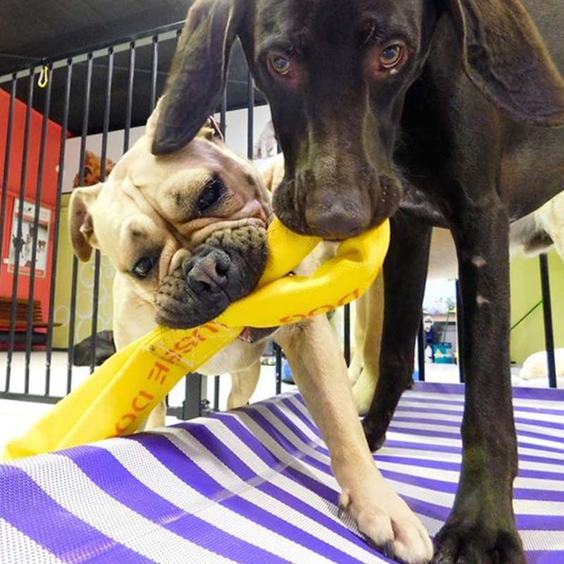 Pet Best Sellers – Top‑Rated Dog & Cat Essentials