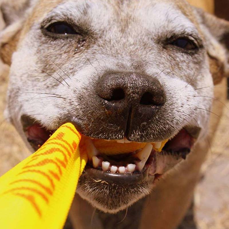 Dog Toys-That Pet Shop