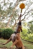 Aussie Dog Home Alone Medium – Interactive Bungee Dog Toy