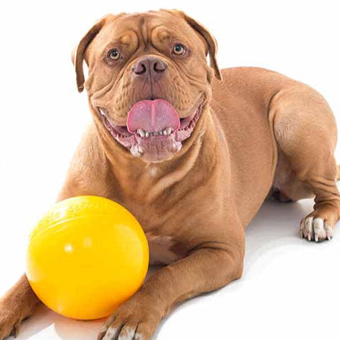 Dog playing with a yellow ball on a white background