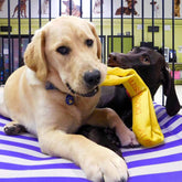 Aussie Dog Pull‑It Large – Durable Tug Toy for Dogs