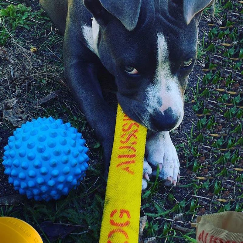 Aussie Dog Puppy Pack Mini