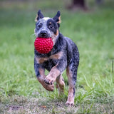 Aussie Dog Catch Ball Red