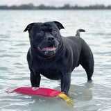 Aussie Dog Fetch It Large