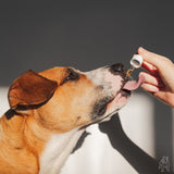 Essential Dog 4 x 100ml Raw Hemp Seed Oil + Turmeric Food Supplement for Dogs