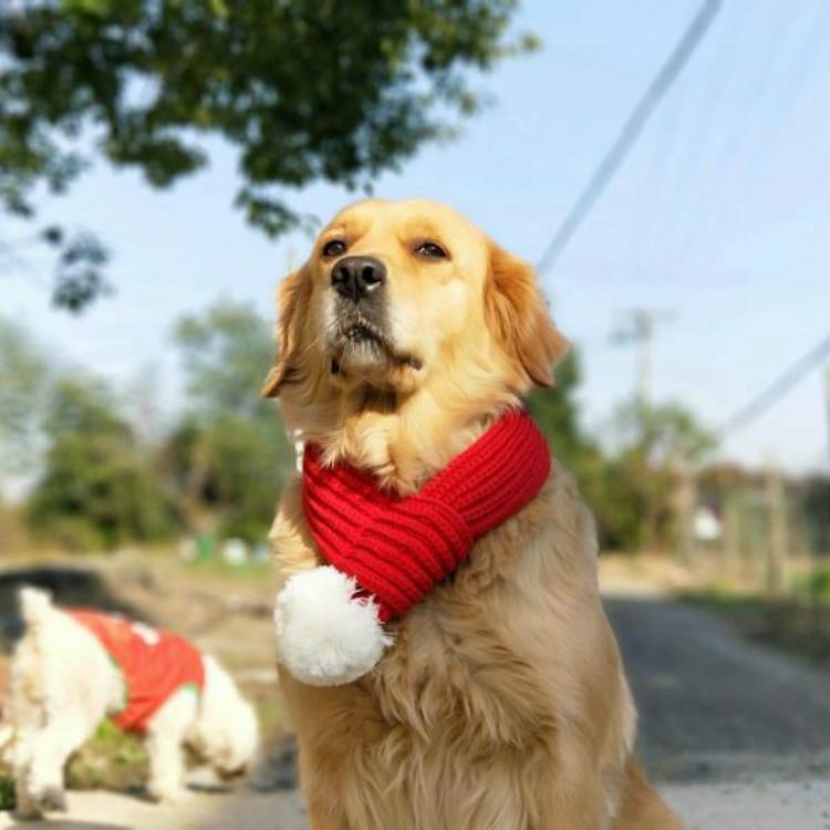 Pet Christmas Wool Scarf Saliva Towel - Size L