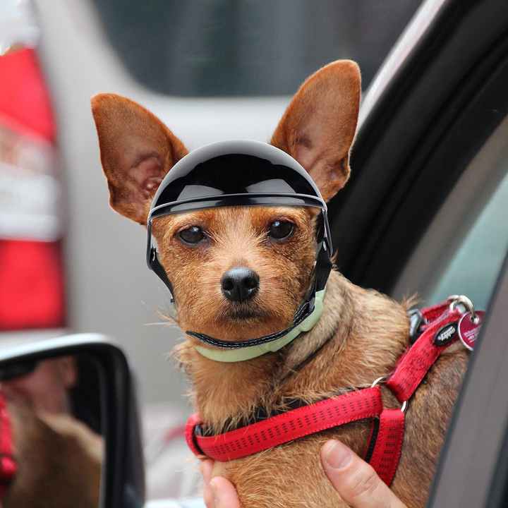 Black Pet Safety Helmet – Size Small