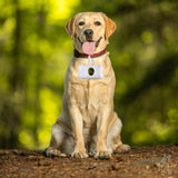 Pet Poop Dispenser and 45 Biodegradable Unscented Waste Bags