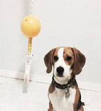 Aussie Dog Home Alone Small