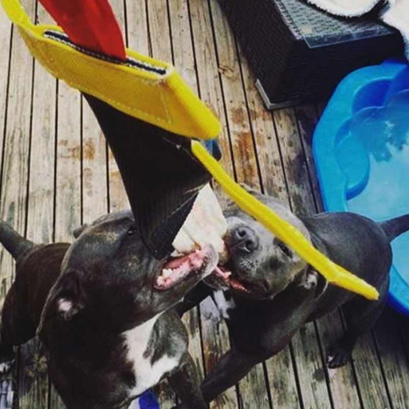 Aussie Dog Bungee Chook Heavy Duty