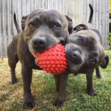 Aussie Dog Catch Ball Red