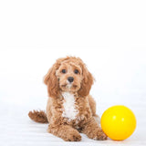 Aussie Dog Puppy Pack Medium