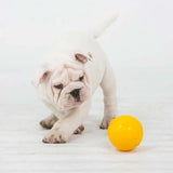 Aussie Dog Puppy Pack Mini