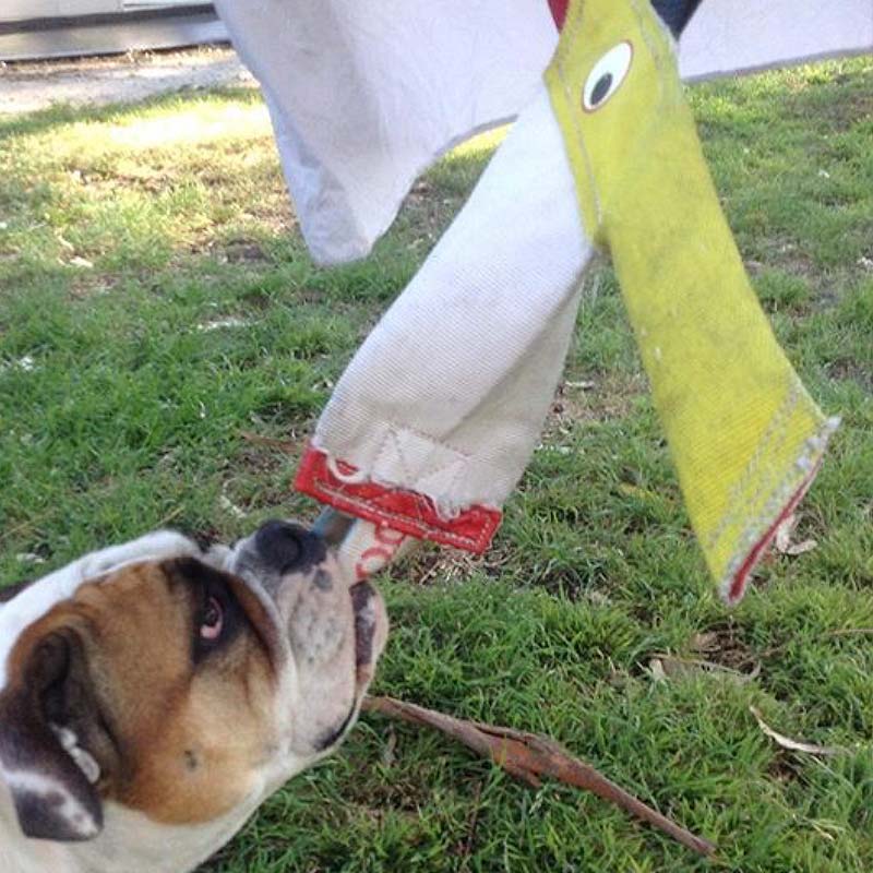 Aussie Dog Chook – Standard Chew & Tug Toy