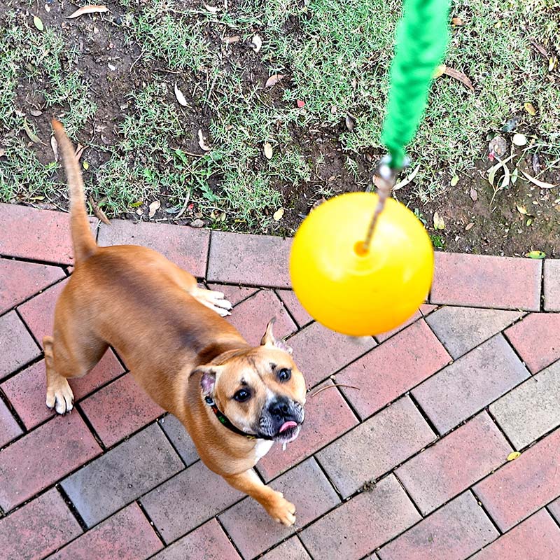 Aussie Dog Home Alone Medium – Interactive Bungee Dog Toy