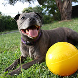 Aussie Dog Tucker Ball Medium – Durable Treat Dispensing Toy