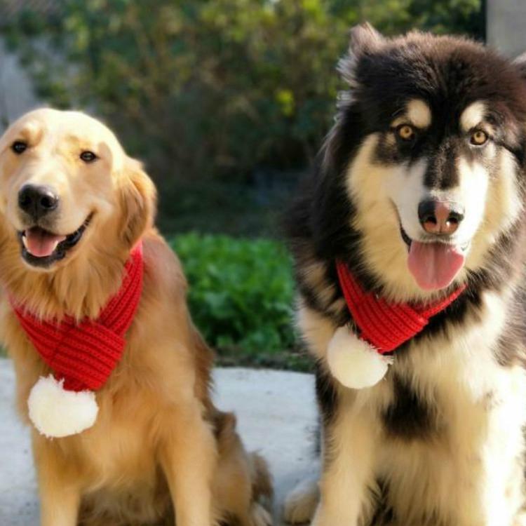 Pet Christmas Wool Scarf Saliva Towel - Size L