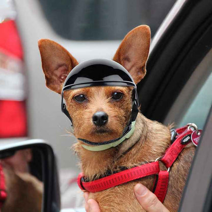 Black Pet Safety Helmet – Size Small