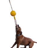 Aussie Dog Home Alone Medium