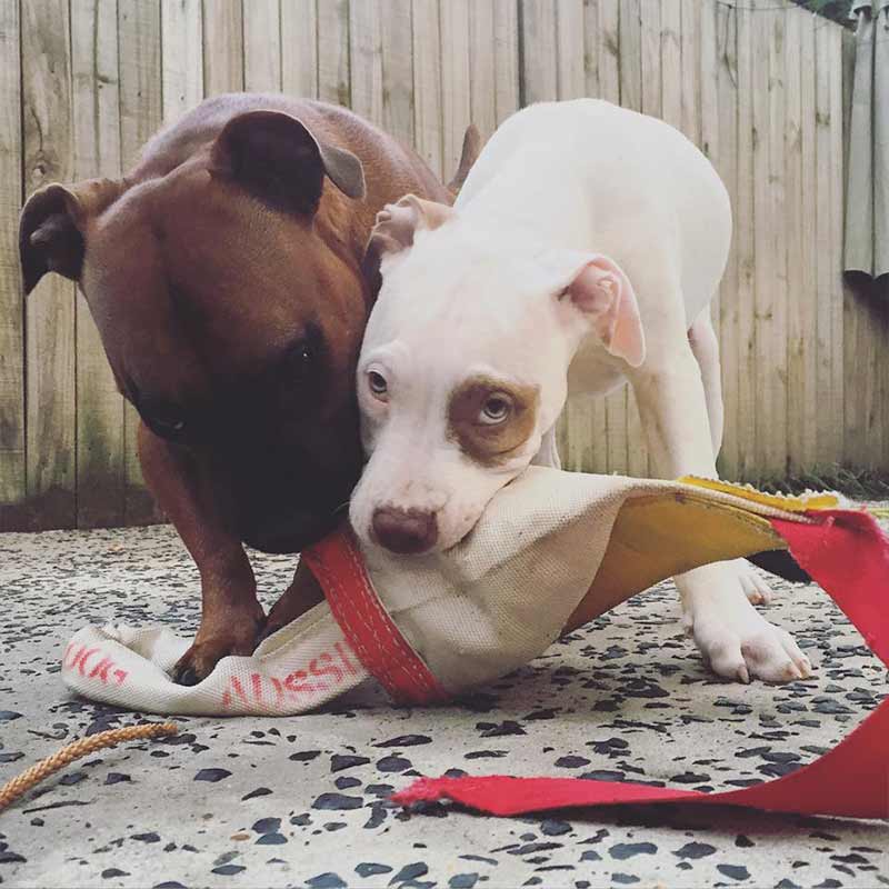 Aussie Dog Chook Standard