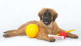 Aussie Dog Puppy Pack Large