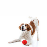 Aussie Dog Puppy Pack Medium