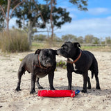 Aussie Dog Fetch It Large