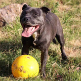 Aussie Dog Tucker Ball