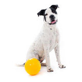 Aussie Dog Tucker Ball